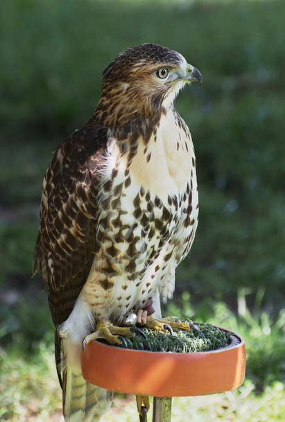 El cernícalo común (Falco tinnunculus
) - Foto, imagen