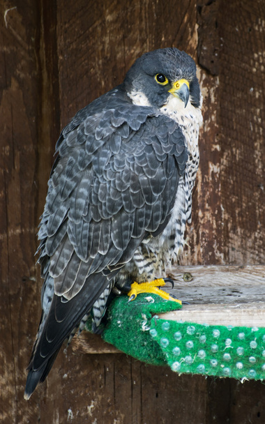 The Peregrine falcon (Falco peregrinus) on perch - Photo, Image
