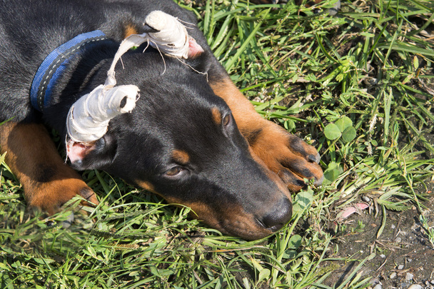 トリミングの耳を持つ子犬 - 写真・画像