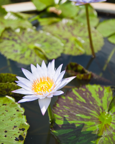 Valkoinen Lotus puutarhassa - pathumthanee Thaimaa
 - Valokuva, kuva