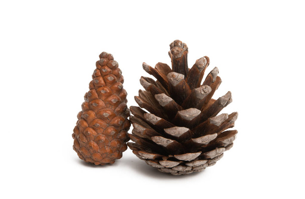 pine cone isolated  - Photo, Image