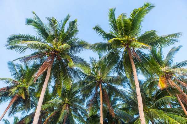 palmen rondom - Foto, afbeelding