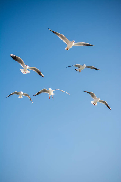 Racci létající na pozadí oblohy - Fotografie, Obrázek