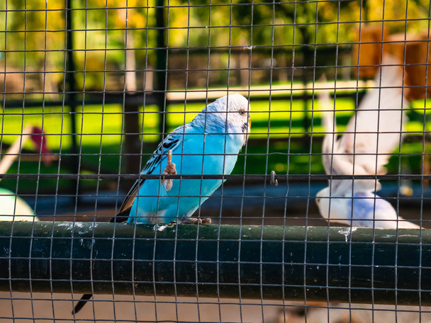 Μπλε και άσπρο παπαγάλο μέσα σε ένα μεγάλο σπιτάκι πουλιών πίσω από τα κάγκελα. - Φωτογραφία, εικόνα