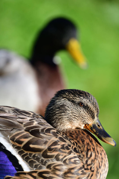 Yeşilbaş ördekler - Fotoğraf, Görsel