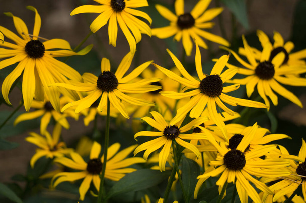 Fond floral avec des fleurs jaune vif.
. - Photo, image