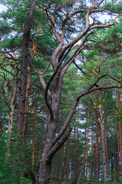 Troncos torcidos de pinos en el bosque. Árboles inusuales de coníferas en las dunas
. - Foto, Imagen