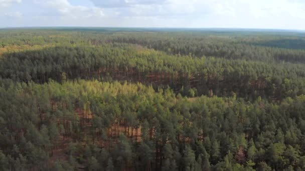 Pine forest with tall pine trees, aerial view - Filmagem, Vídeo