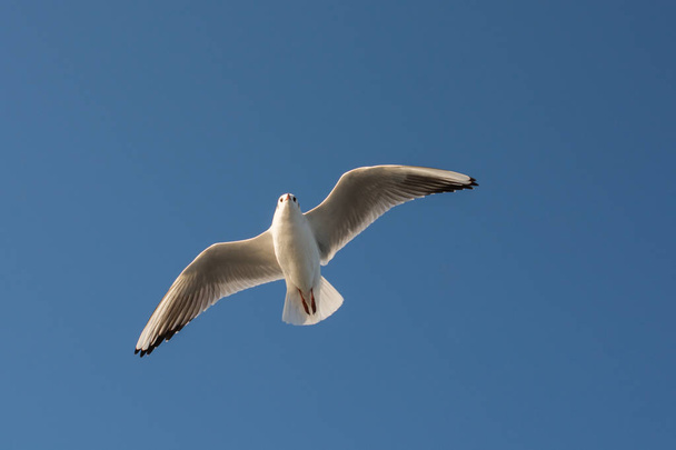 Par de gaivotas voando no céu
 - Foto, Imagem