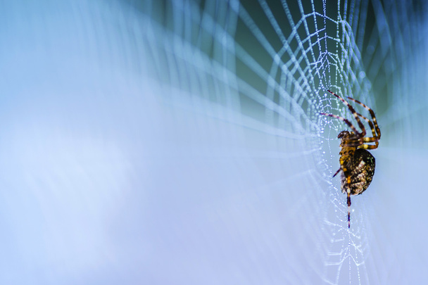 horreur araignée - Photo, image