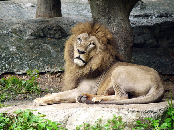Leijona poseeraa kameran kautta
 - Valokuva, kuva