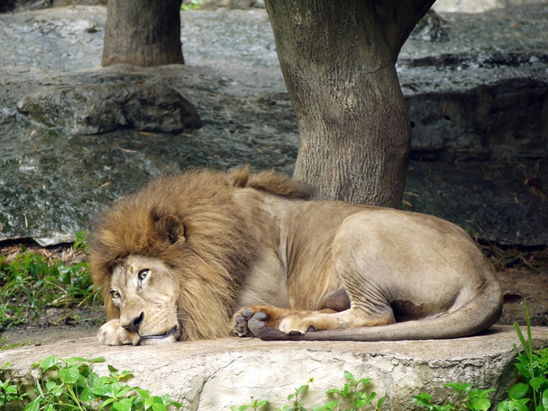Ледачий лев лежить
 - Фото, зображення