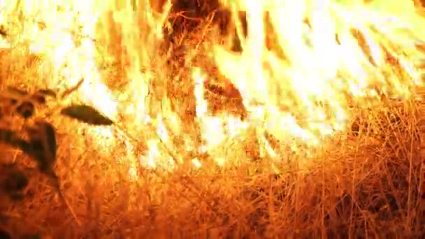 森林火災。火は木や森の動物を破壊する。アマゾンとシベリアの森林での火災。大惨事だ地球の緑の肺。破壊された動植物。地球温暖化. - 映像、動画