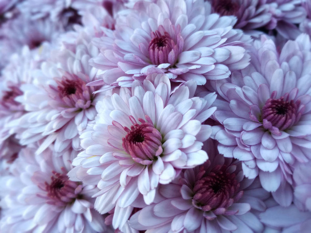 Conjunto de flores. Contraste de suaves colores naturales púrpura en la planta. De cerca.
. - Foto, imagen