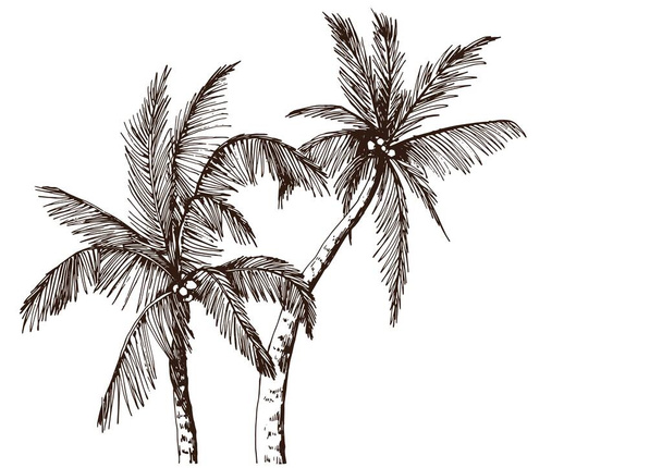 熱帯ヤシの木 - ベクター画像