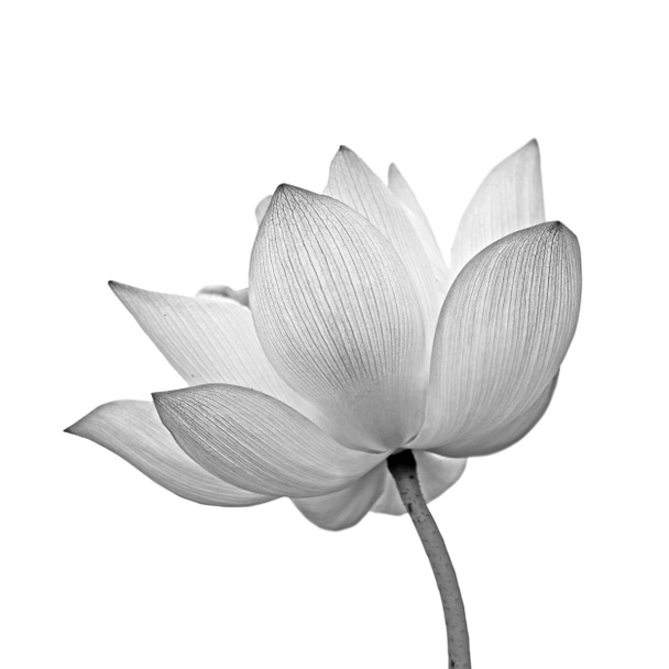 loto aislado - Foto, imagen