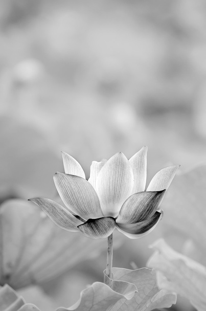 Lótus preto e branco
 - Foto, Imagem