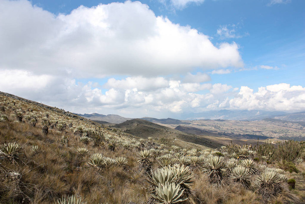 Sumapaz Paramo's landscape near Bogot. Colombia, with endemic plant "Frailejones" and The Andes Mountains background. South Amrica, Colombian hills. Trekking, Sports walking - Фото, изображение