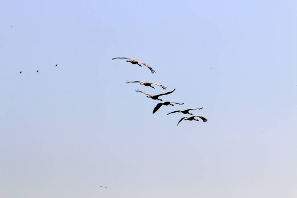migratory birds in the Hula National Bird Sanctuary located in the Hula Valley (Upper Galilee) in Israel  - Photo, Image