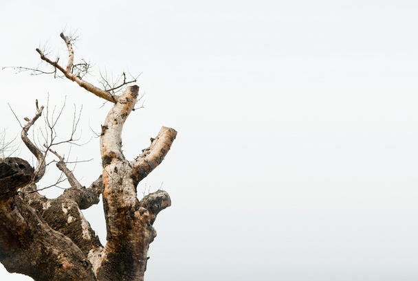 Tree branches growing up - Fotó, kép