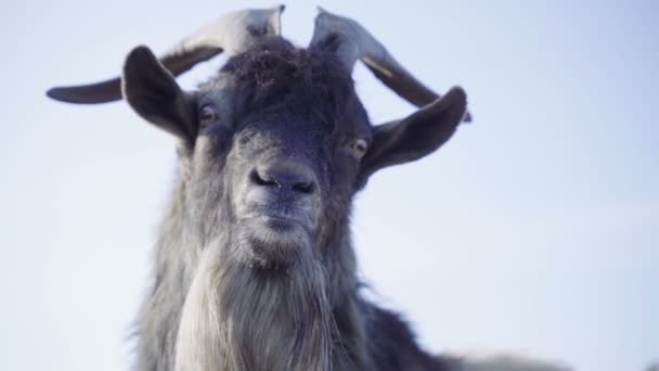 Funny goat with horns close up. The animal shows the tongue. Slow motion - Footage, Video