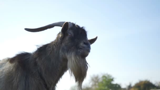 Funny goat with horns close up. The animal shows the tongue. Slow motion - Materiaali, video