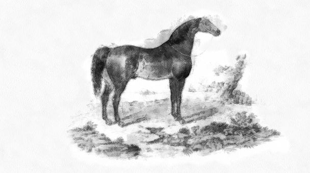 At mı? Retro ve eski resim - Fotoğraf, Görsel
