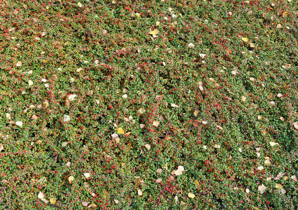 Φθινόπωρο δάσος φόντο με κόκκινα μούρα και χρυσή le - Φωτογραφία, εικόνα