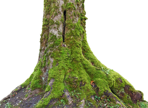 morscher Stamm einer hundertjährigen Eiche mit grünem Moos und Flechten bedeckt - Foto, Bild