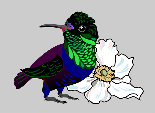 La imagen de un pájaro exótico Colibrí
 - Vector, Imagen