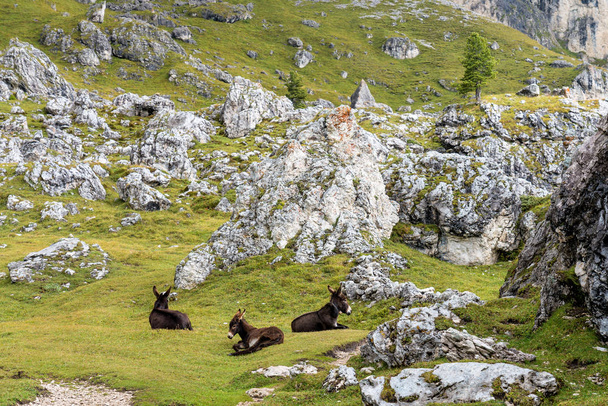 Szamár-ban az olasz Dolomitok látható a turistaút Col emelő, Olaszország - Fotó, kép