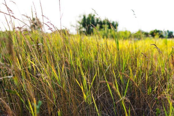 высокая трава близко летом
 - Фото, изображение
