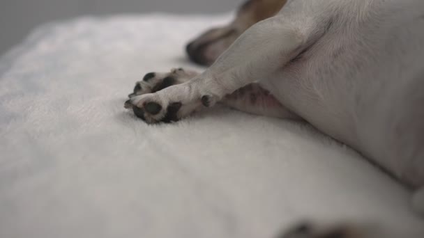 tired domestic puppy with tiny black paws has rest sleeping - Video, Çekim