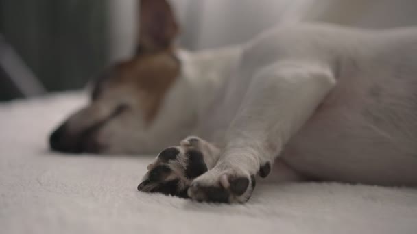 lovely brown and white puppy with tiny black paws and ears - Filmagem, Vídeo