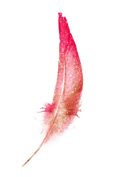 Watercolor feather on white - Φωτογραφία, εικόνα