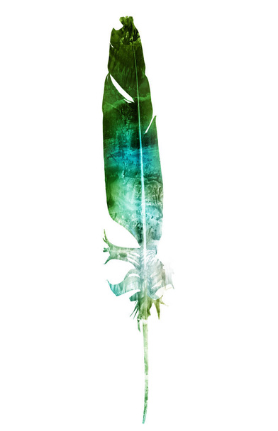 Watercolor feather on white - Photo, image