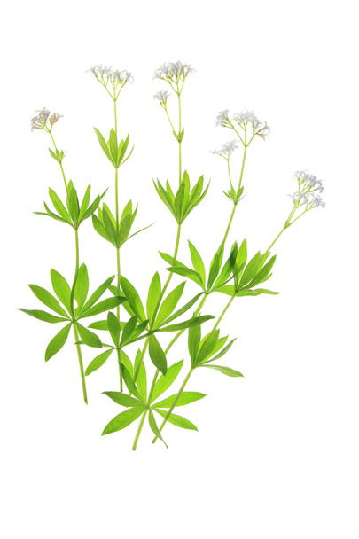Kvetoucí dřevo (Galium odoratum) - Fotografie, Obrázek