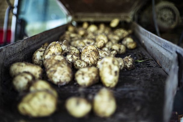Pommes de terre fraîchement récoltées sur une trieuse. Une ligne d'emballage pour les pommes de terre. Machines agricoles pour creuser les pommes de terre. Temps de récolte
. - Photo, image