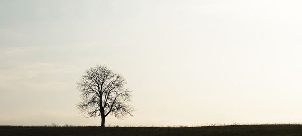 孤独な木 - 写真・画像