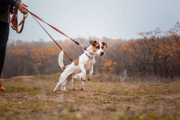Two dogs of the Jack Russell breed, a girl walks on leashes in the park in the fall. - Fotó, kép