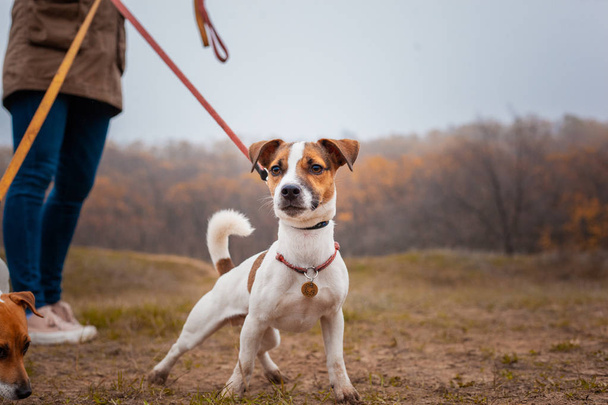 Jack Russell Terrier breed dog walks on a leash in the park in autumn - Foto, imagen