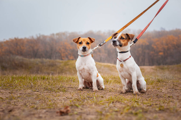 Dwa psy rasy Jack Russell, dziewczyna chodzi na smyczy w parku jesienią. - Zdjęcie, obraz