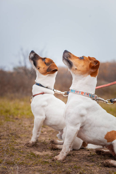 Two Jack Russell dogs sitting next to each other on the lawn in the park in the autumn - Фото, изображение
