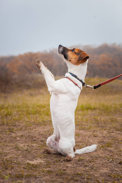 Dog Jack Russell Terrier is sitting raising his paws up man's team. - Фото, изображение