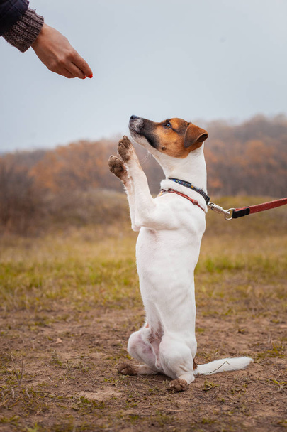 Hund Jack Russell Terrier sitzt mit erhobenen Pfoten vor Männerteam. - Foto, Bild