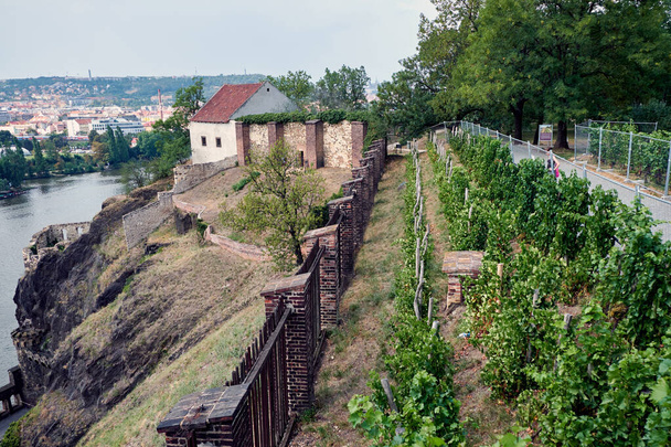 Small vineyard in Czech Republic - Фото, зображення