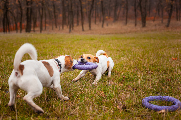 Two dogs of breed Jack Russell Terrier are played by pulling a puller on the lawn in the park in autumn - Фото, изображение