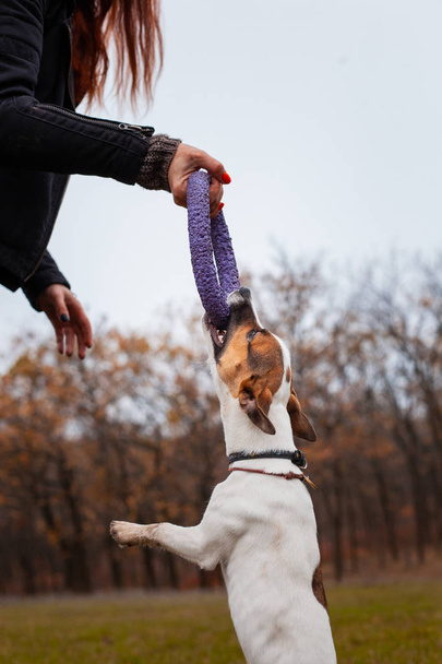 Dog breed Jack Russell Terrier is played with a man puller in the park in autumn - Foto, imagen