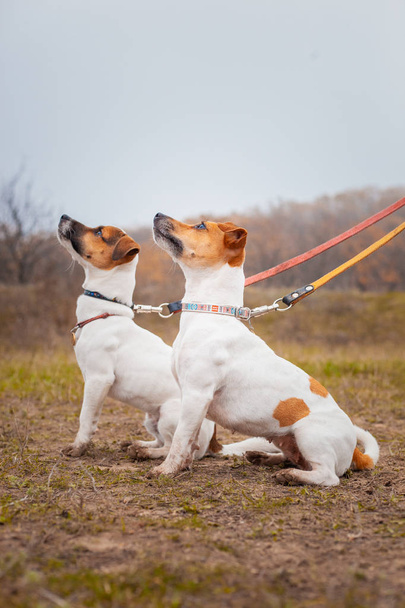 Sonbaharda parkta çimlerde yan yana oturan iki Jack Russell köpeği. - Fotoğraf, Görsel
