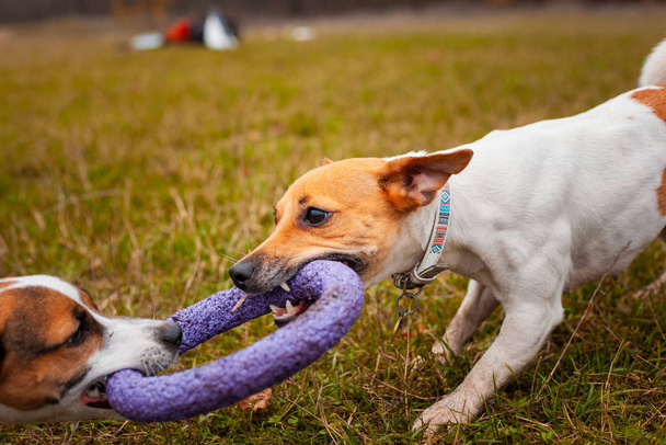 Two dogs of breed Jack Russell Terrier are played by pulling a puller on the lawn in the park in autumn - Foto, Imagem